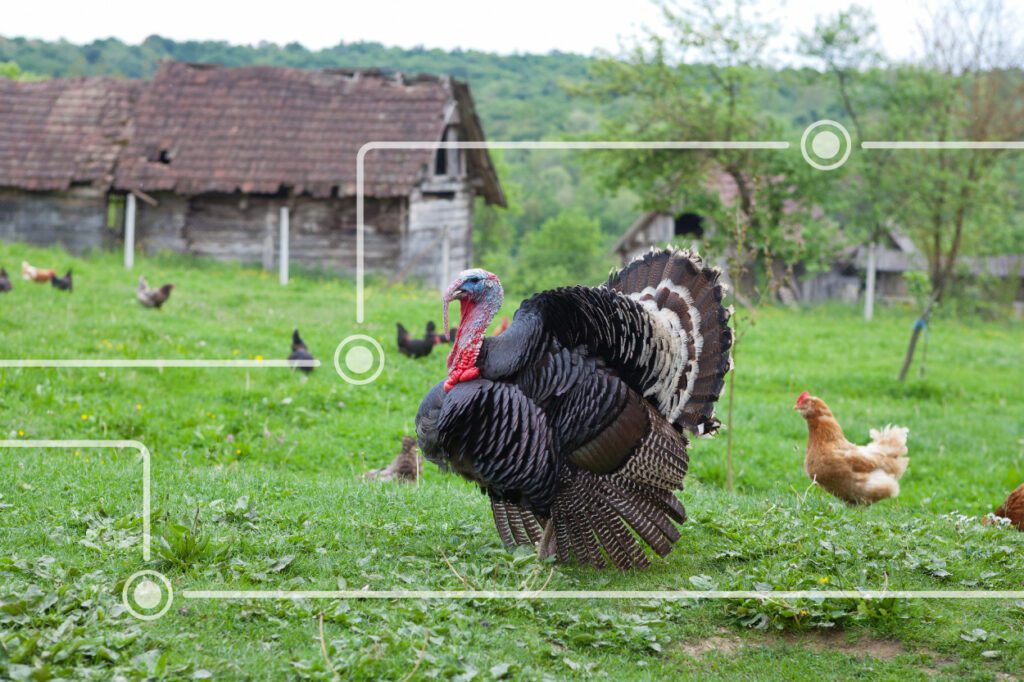 A turkey on a farm, with a graphic overlay showing points on a map